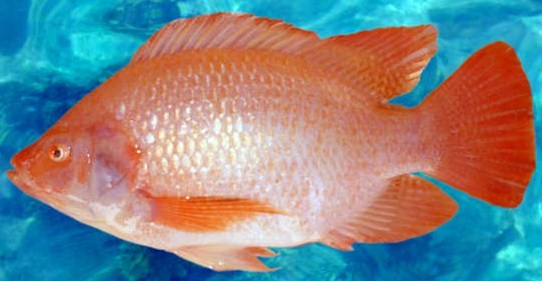 TILAPIA